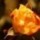 [w],anna4,29,__annachen__