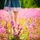 [w],Chiara :),25,it_hurts_me