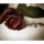[w],*drea*,31,_fleur_de_lys_