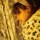 [w],lady_dy,33,lady_dy