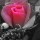 [w],leonys,39,leonys
