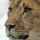[w],lionne ,25,like_a_lion