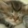 [w],missa,30,melisam