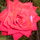 [w],no_name,31,no_name