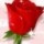 [w],S*E*N*A*Y,34,senay