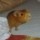 [w],SirTatze,35,von_der_nagerbande