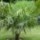 [w],trachycarpus,58,trachycarpus