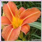 23-07-2012_justjessy